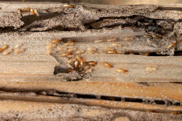 Best Pest Control Near Me  in Marion, WI